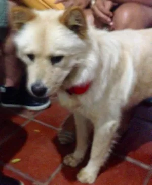 Cachorro raça Chow Chow idade 3 anos nome Mel