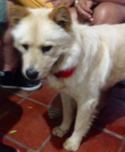 Cachorro raça Chow Chow idade 3 anos nome Mel
