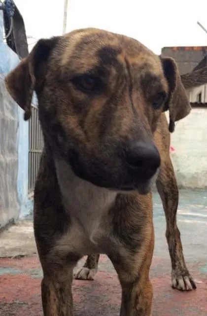 Cachorro ra a SRD idade 1 ano nome ZILÚ