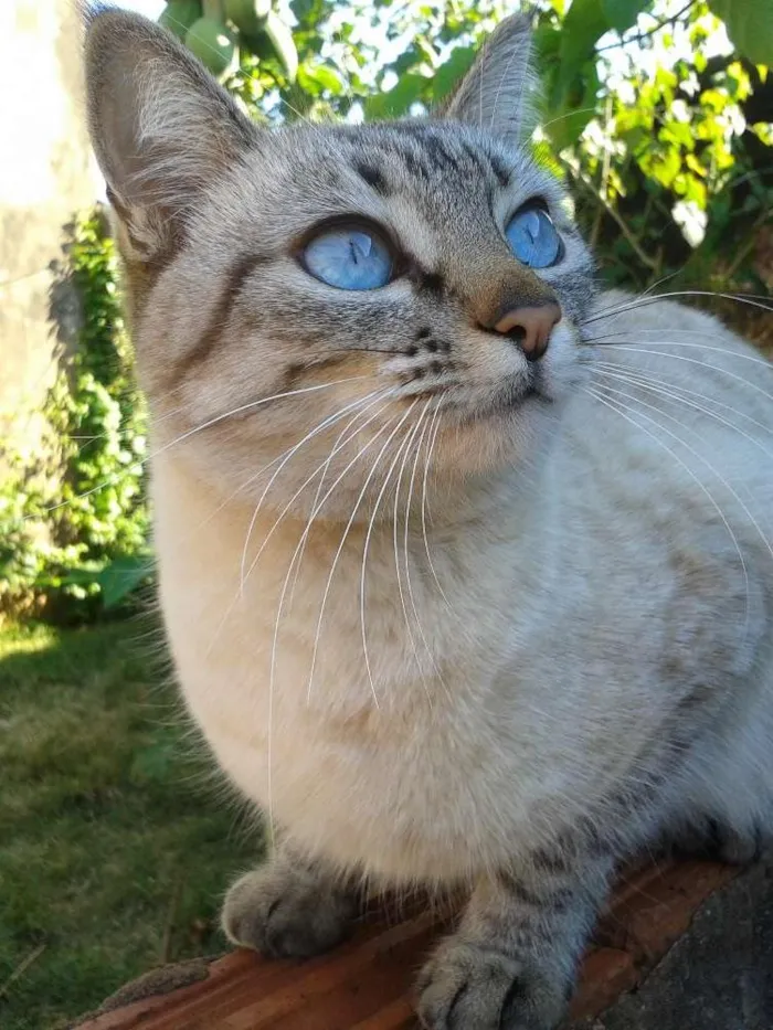 Gato ra a Siamês idade 1 ano nome Mimi