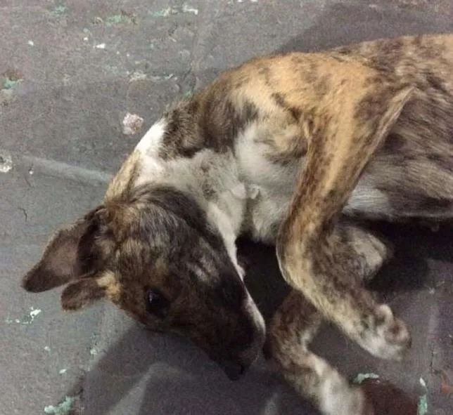 Cachorro ra a SRD idade 1 ano nome ZILÚ