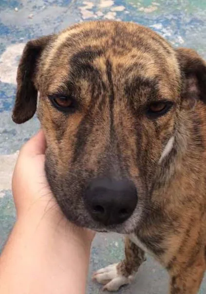 Cachorro ra a SRD idade 1 ano nome ZILÚ