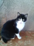 Mamãe rabinho