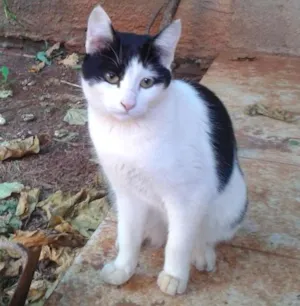 Gato raça SRD idade 7 a 11 meses nome Filhinha