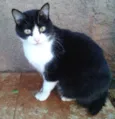 Mamãe rabinho