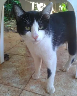 Gato raça SRD idade 7 a 11 meses nome Bonitinho