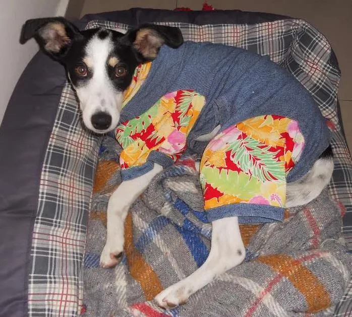 Cachorro ra a Fox Paulistinha idade 7 a 11 meses nome PITOMBA