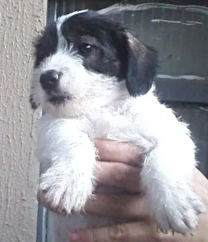 Cachorro raça SRD idade Abaixo de 2 meses nome filhotes lindos