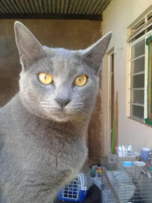 Gato raça SRD idade 7 a 11 meses nome Doninha