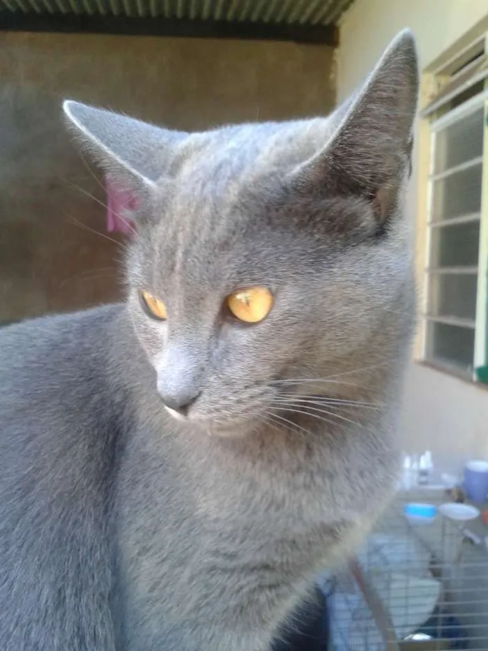 Gato ra a SRD idade 7 a 11 meses nome Doninha