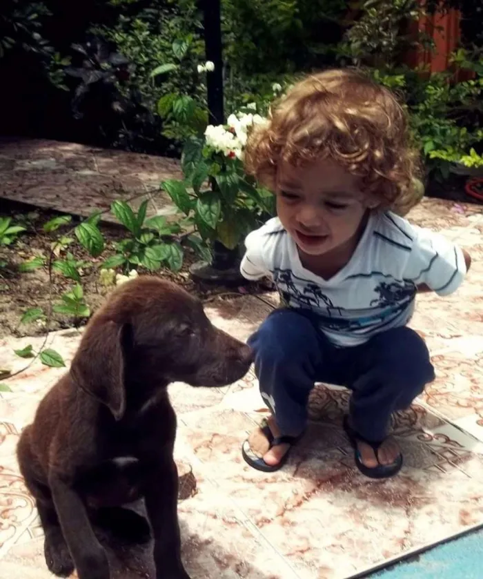 Cachorro ra a Labrador idade 4 anos nome Beethoven