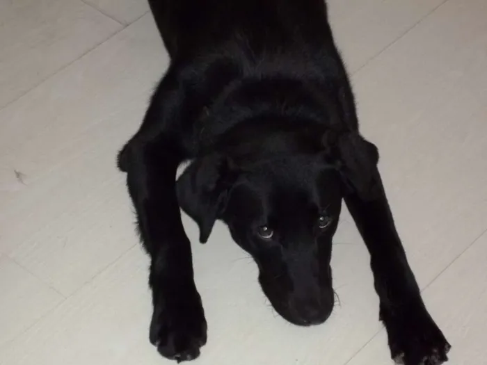 Cachorro ra a Labrador idade 5 anos nome Nyla