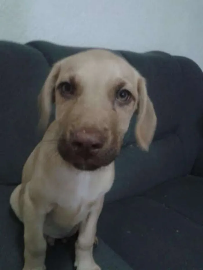 Cachorro ra a mestiço Rottweiler - Labrador idade 2 a 6 meses nome sem nome