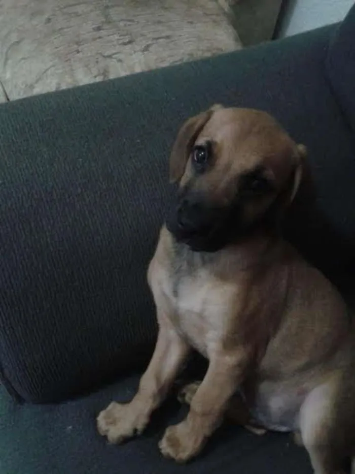 Cachorro ra a mestiço Rottweiler-Labrador idade 2 a 6 meses nome sem nome