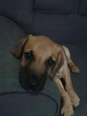 Cachorro raça Mestiço Rottweiler-Labrador idade 2 a 6 meses nome sem nome