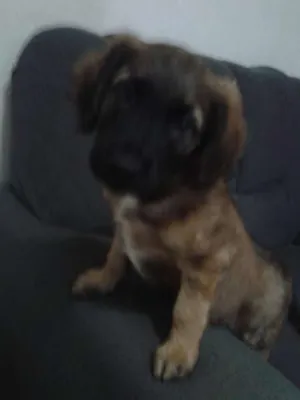 Cachorro raça Mestiço Rottweiler-Labrador idade 2 a 6 meses nome sem nome
