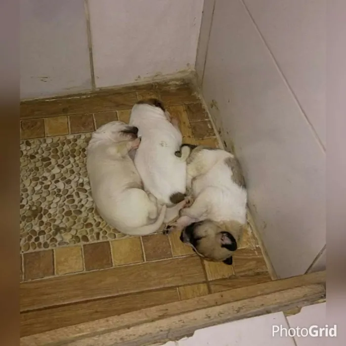 Cachorro ra a SRD idade Abaixo de 2 meses nome Sem nome