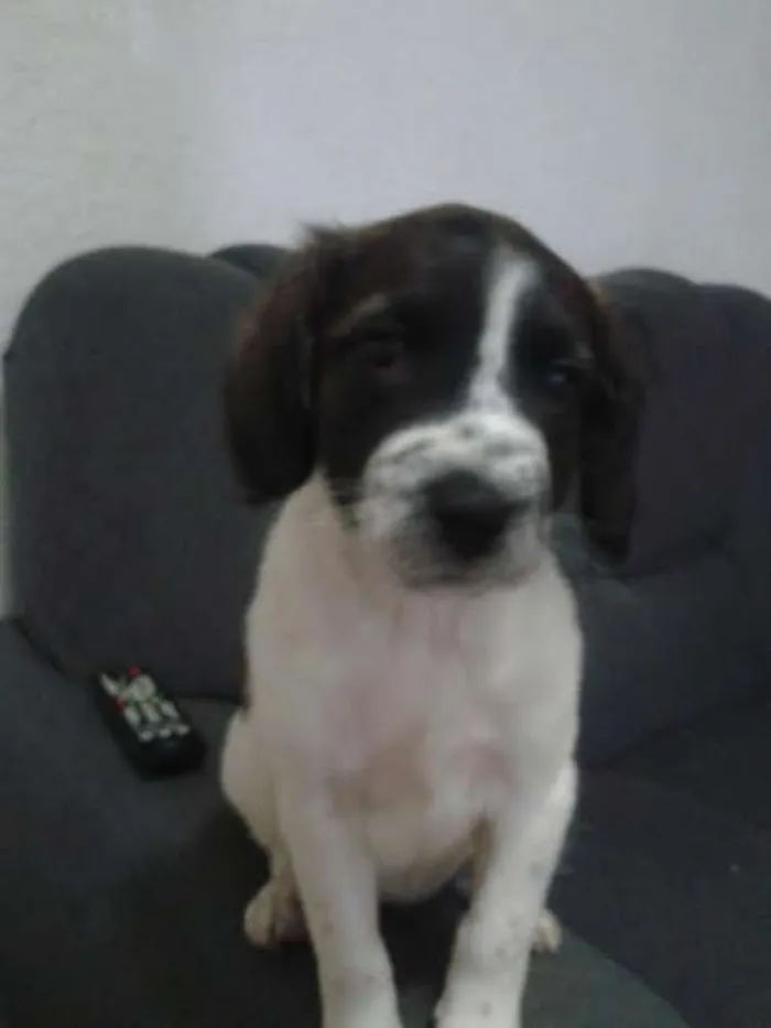 Cachorro ra a Mestiça Rottweiler-Labrador idade  nome sem nome