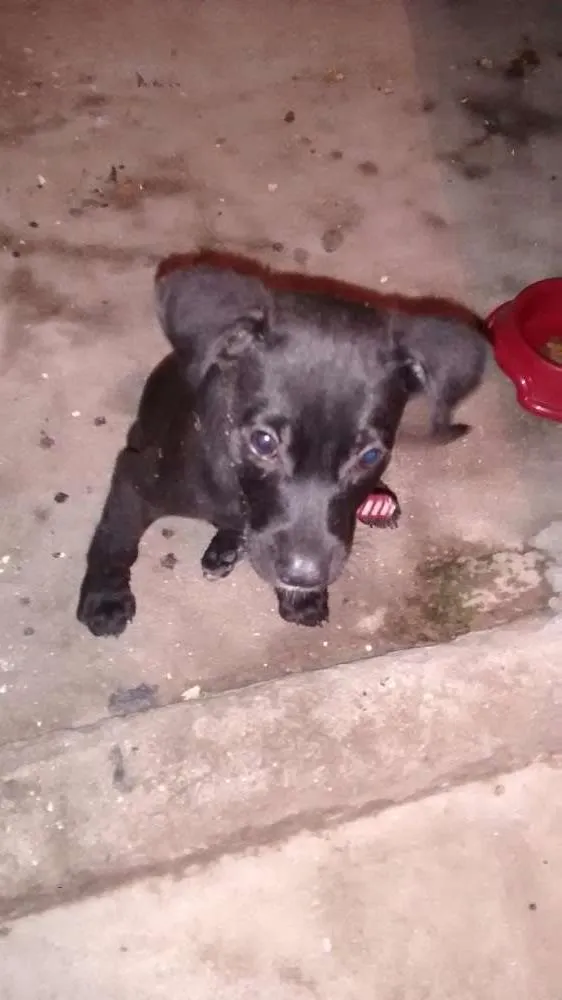 Cachorro ra a Misturado idade 7 a 11 meses nome Pitoko