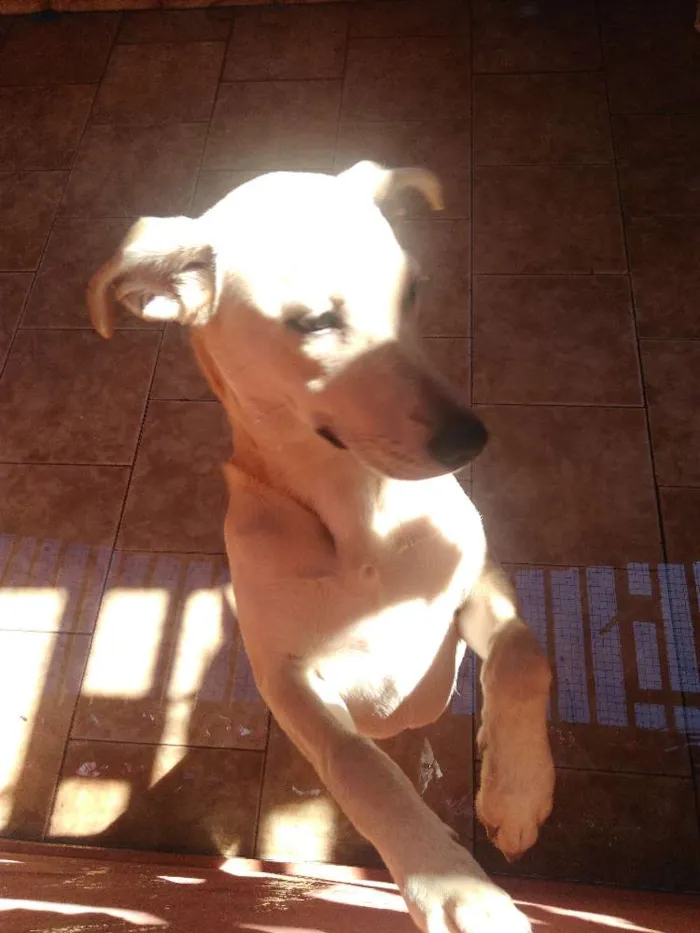 Cachorro ra a Viralata com goldi idade 7 a 11 meses nome Luna