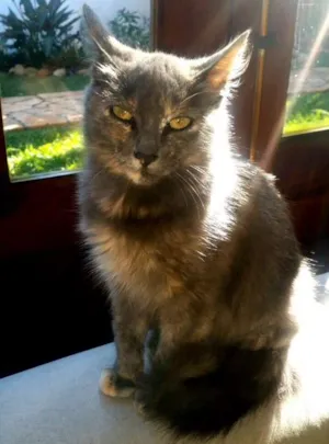 Gato raça SRD idade 1 ano nome Sem nome