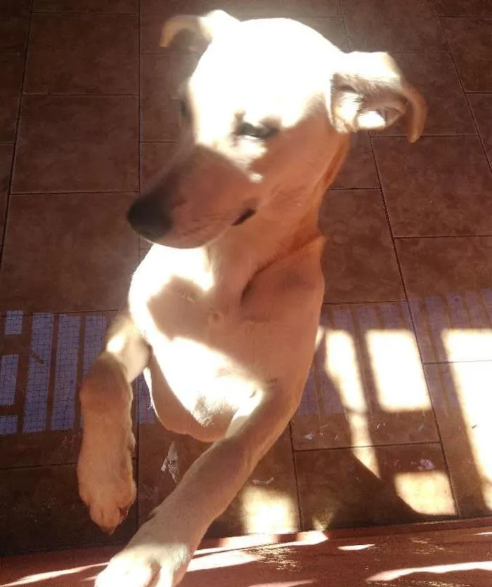 Cachorro ra a Viralata com goldi idade 7 a 11 meses nome Luna