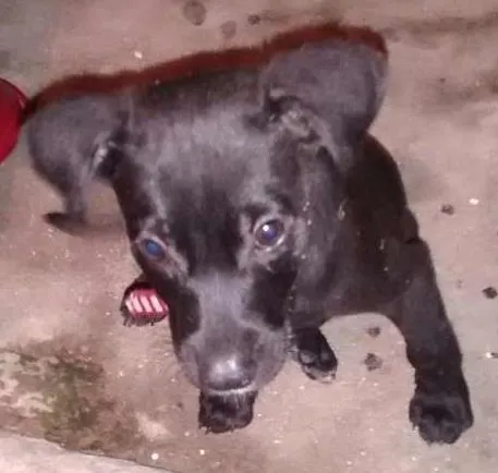 Cachorro ra a Misturado idade 7 a 11 meses nome Pitoko