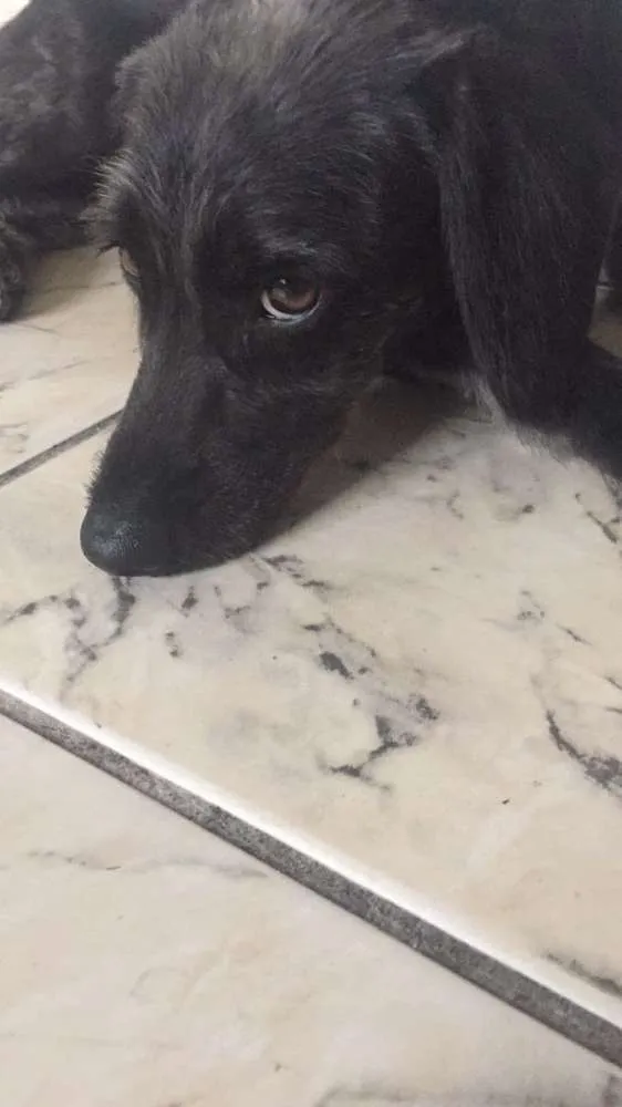 Cachorro ra a SRD idade 2 anos nome Ele não tem um nome 