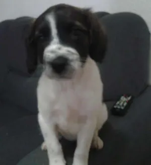 Cachorro raça Mestiça Rottweiler-Labrador idade  nome sem nome