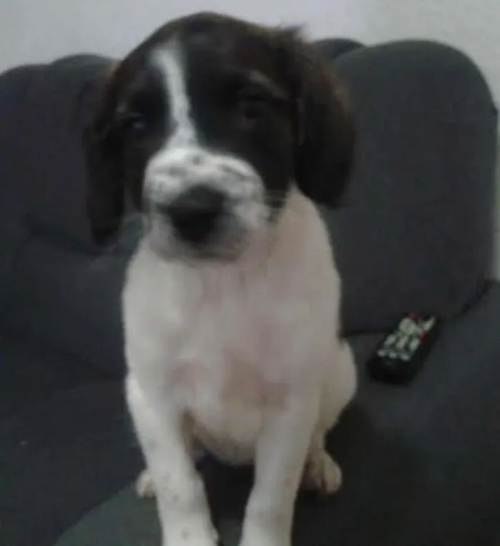 Cachorro ra a Mestiça Rottweiler-Labrador idade  nome sem nome