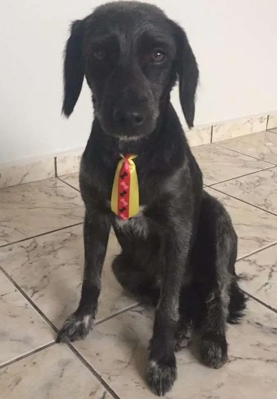 Cachorro ra a SRD idade 2 anos nome Ele não tem um nome 