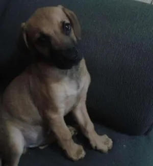 Cachorro raça mestiço Rottweiler-Labrador idade 2 a 6 meses nome sem nome