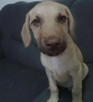 Cachorro raça mestiço Rottweiler - Labrador idade 2 a 6 meses nome sem nome