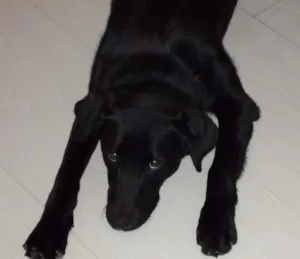 Cachorro raça Labrador idade 5 anos nome Nyla