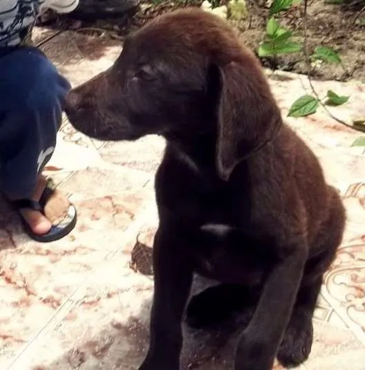 Cachorro ra a Labrador idade 4 anos nome Beethoven