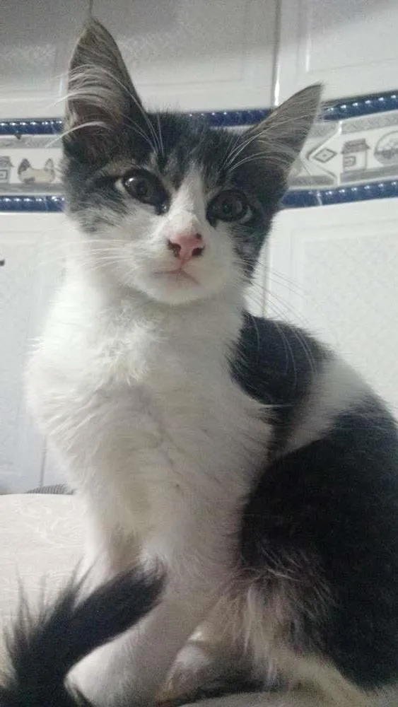 Gato ra a Srd idade Abaixo de 2 meses nome Cliff Burton
