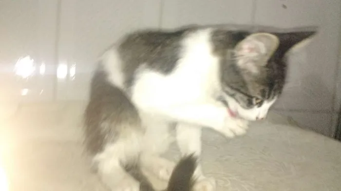 Gato ra a Srd idade Abaixo de 2 meses nome Cliff Burton