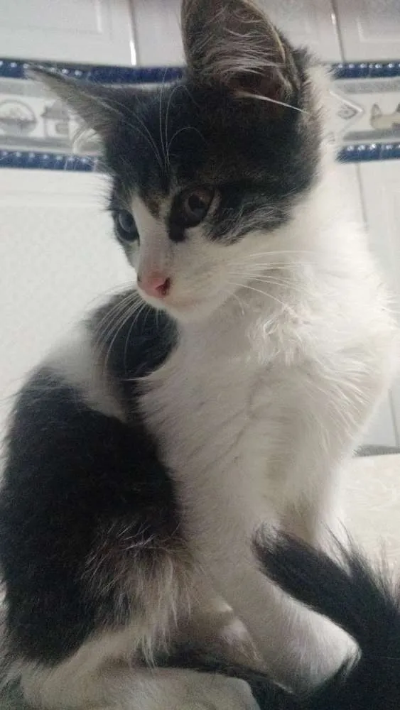 Gato ra a Srd idade Abaixo de 2 meses nome Cliff Burton