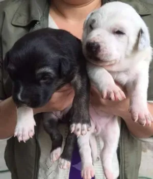 Cachorro raça Srd idade Abaixo de 2 meses nome Sem nome
