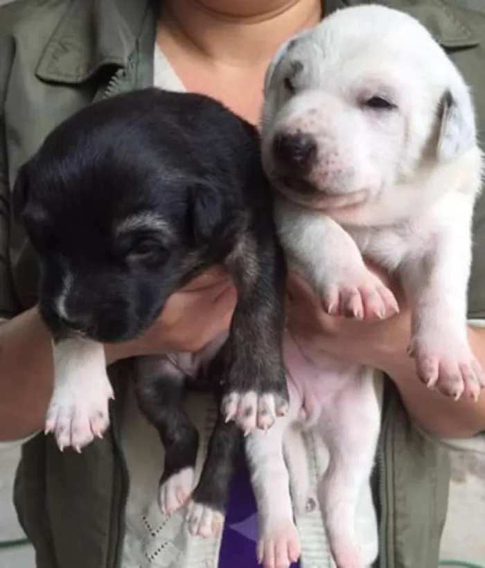 Cachorro ra a Srd idade Abaixo de 2 meses nome Sem nome