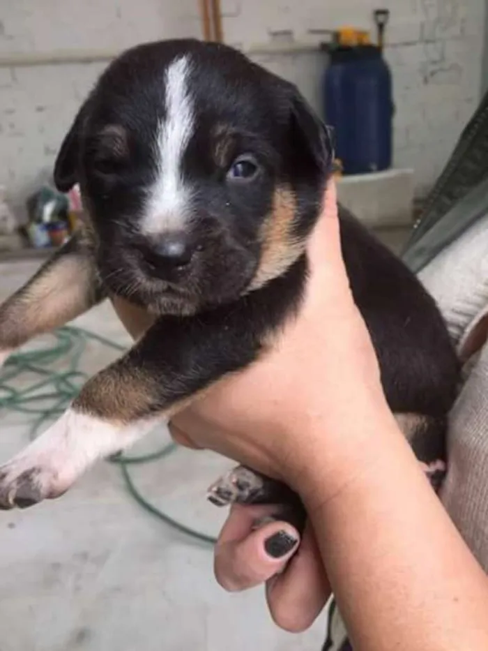 Cachorro ra a Srd idade Abaixo de 2 meses nome Sem nome