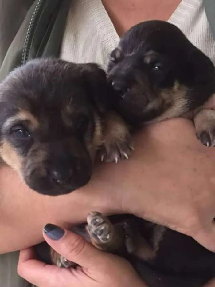 Cachorro ra a Srd idade Abaixo de 2 meses nome Sem nome