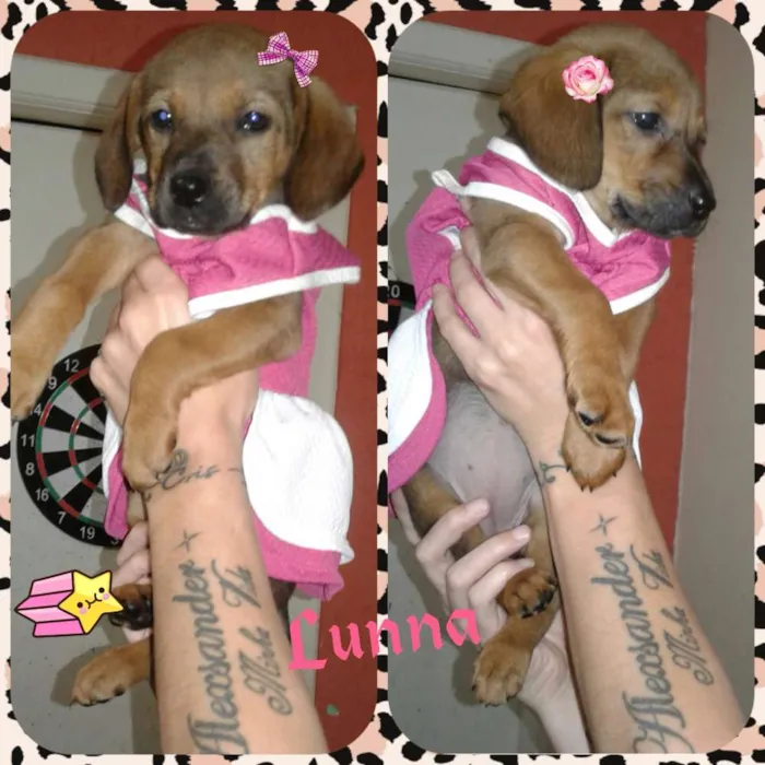 Cachorro ra a Srd idade  nome Lunna