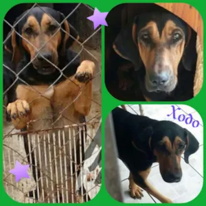 Cachorro raça Perdigueiro mix idade 1 ano nome Xodo 