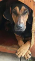 Xodo 