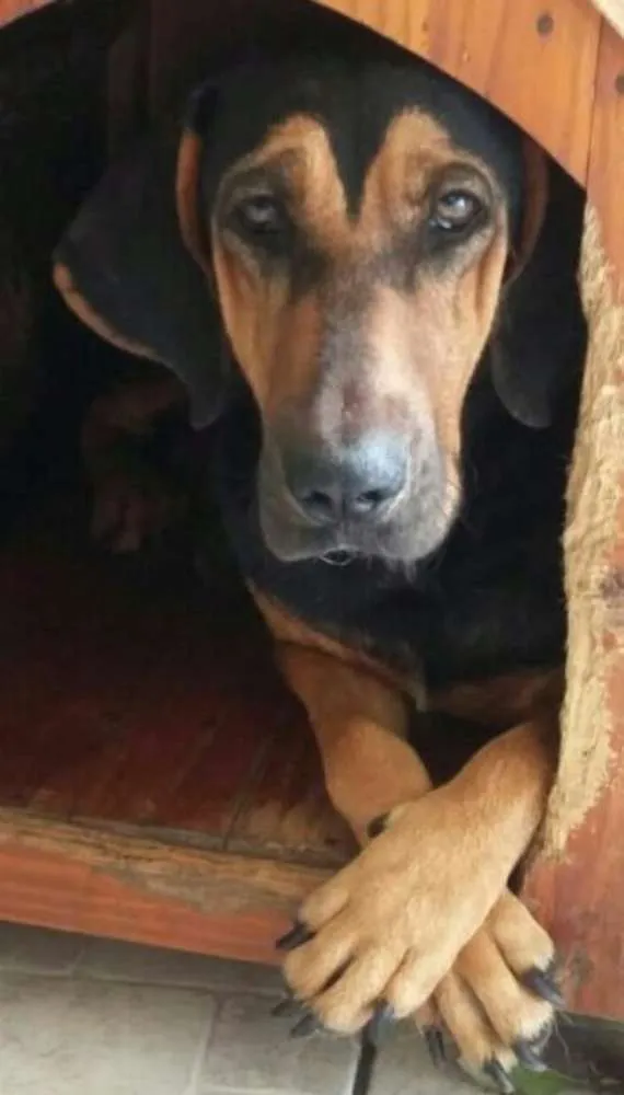Cachorro ra a Perdigueiro mix idade 1 ano nome Xodo 