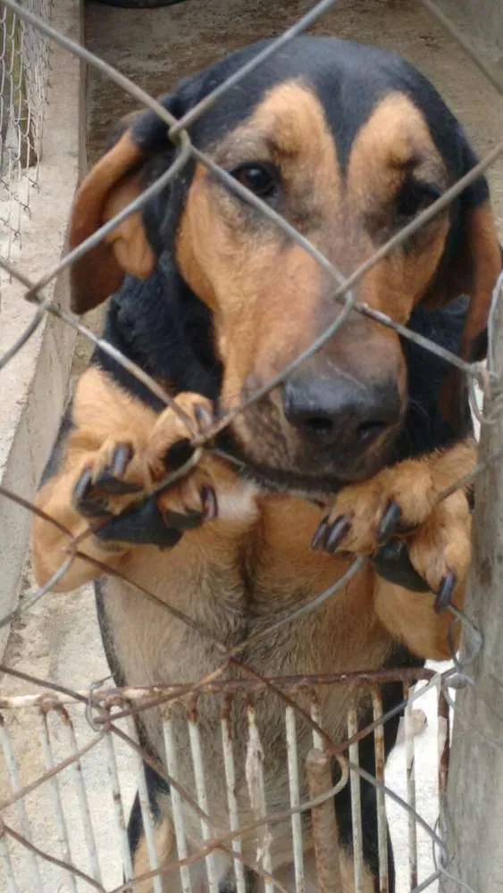 Cachorro ra a Perdigueiro mix idade 1 ano nome Xodo 