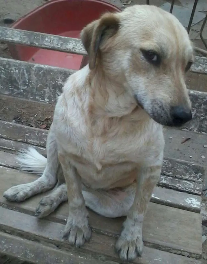 Cachorro ra a SRD idade 2 anos nome BRENDA