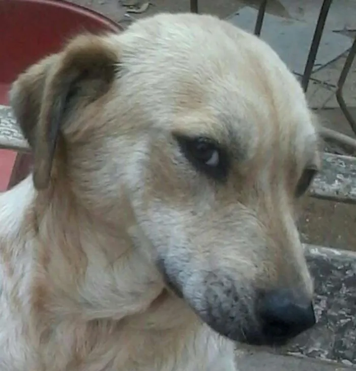 Cachorro ra a SRD idade 2 anos nome BRENDA