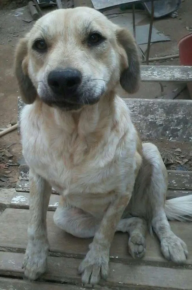 Cachorro ra a SRD idade 2 anos nome BRENDA